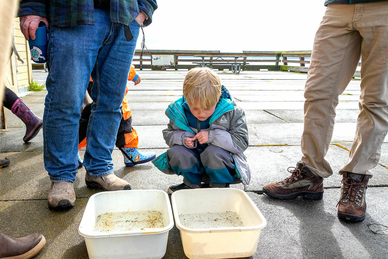 Parker Brocious, 6, from Cedar Hills, Utah, studies tubs containing plankton, krill and other small ocean creatures used by the Port Townsend Marine Science Center for education purposes while on a road trip with his family on Tuesday at Fort Worden State Park. Parkers father Tyler is at left. (Steve Mullensky/for Peninsula Daily News)