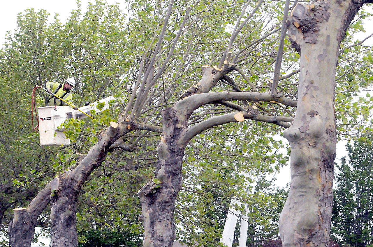 A Clallam County Public Utilities District worker trims sycamore trees on East Washington Street near the Bell Creek Plaza shopping complex in Sequim on Wednesday as part of an effort to clear branches that may interfere with nearby power lines. The clearing helps pave the way for eventual maintenance on the PUD lines. (Keith Thorpe/Peninsula Daily News)