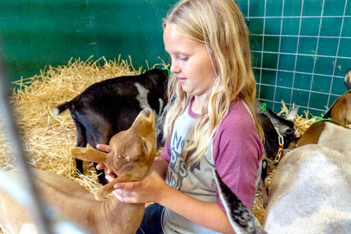 Avery Reeser, 10, of Sequim, pets Mai Tai, her Nigerian Dwarf goat entered in the Jefferson County Fair at the Jefferson County Fairgrounds. The fair opens at 10 a.m. today and runs through Sunday in Port Townsend. (Steve Mullensky/for Peninsula Daily News)
