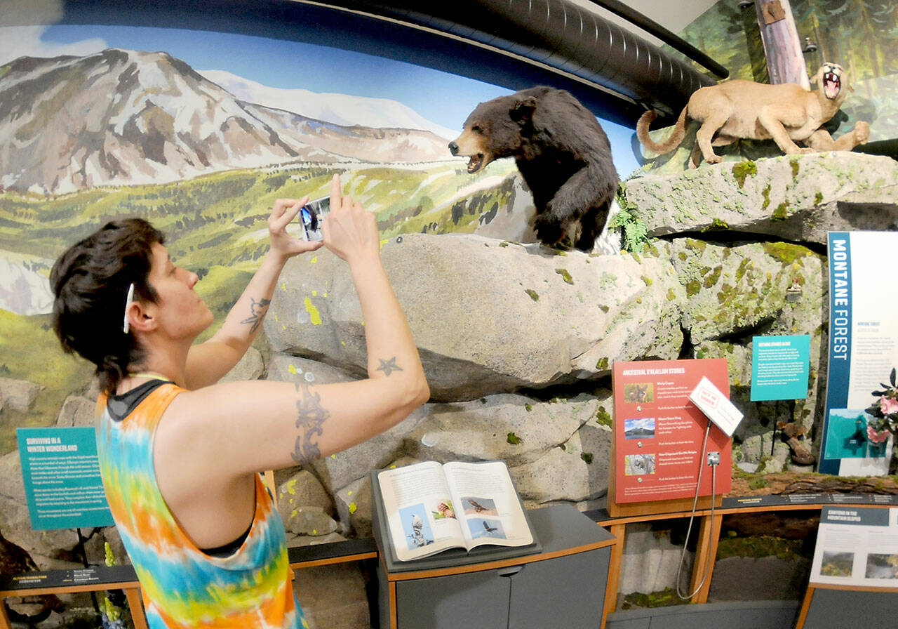 Tanya Anaya of Port Angeles takes photos on Tuesday of a taxidermy bear and mountain lion that are part of an interactive watershed exhibit at the Dungeness River Nature Center in Sequim. The center, located at Railroad Bridge Park, focuses on the flora and fauna of the Dungeness Valley and watershed and contains a variety of exhibits for adults and children. (Keith Thorpe/Peninsula Daily News)