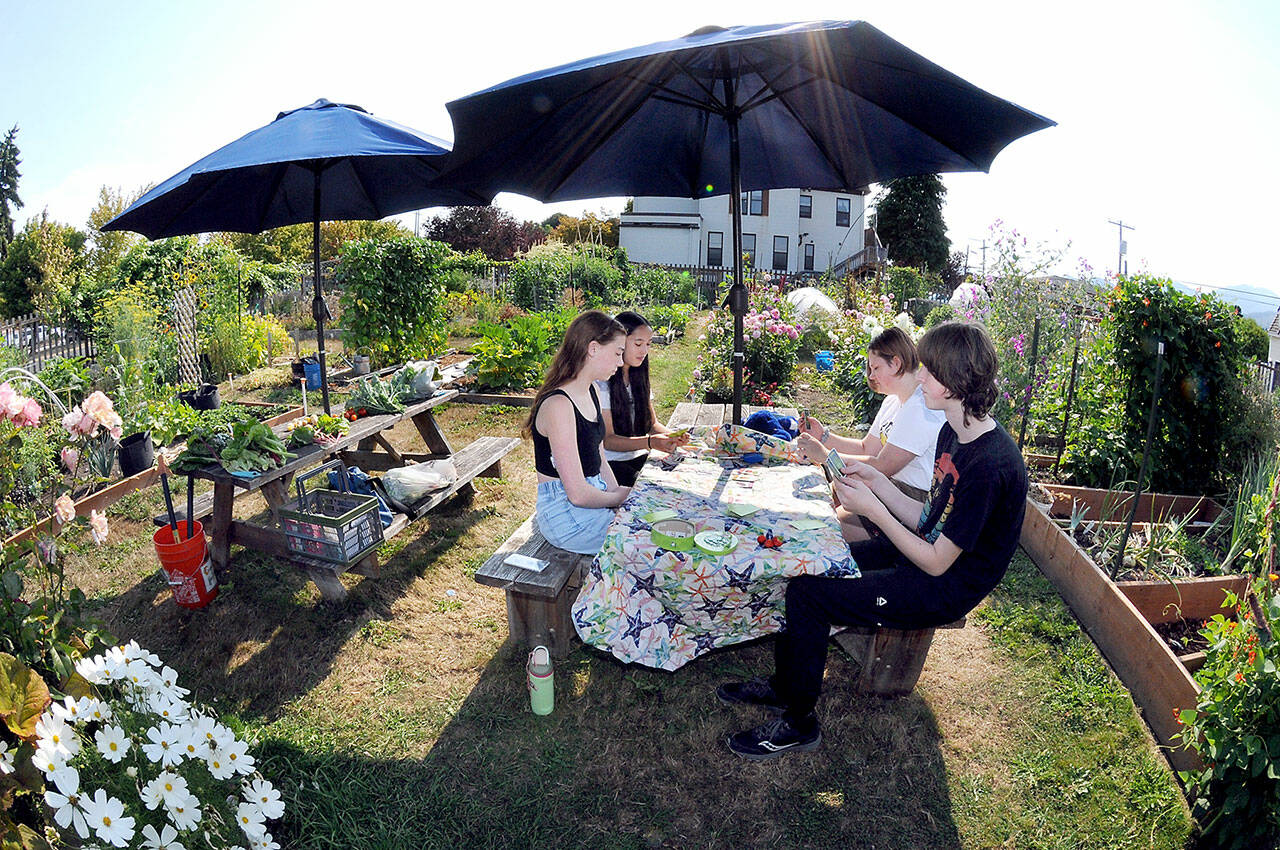 Members of the 4H Garden Club, clockwise from left, front, Lucy Woods, 13, Eve Dry, 14, Astrid Asselin, 14, and Cedric Clark, 13, play an agricultural-themed card game Abandon All Artichokes under a table umbrella on Wednesday at the Fifth Street Community Garden in Port Angeles. On the accompanying table are vegetables freshly harvested from the garden. (Keith Thorpe/Peninsula Daily News)