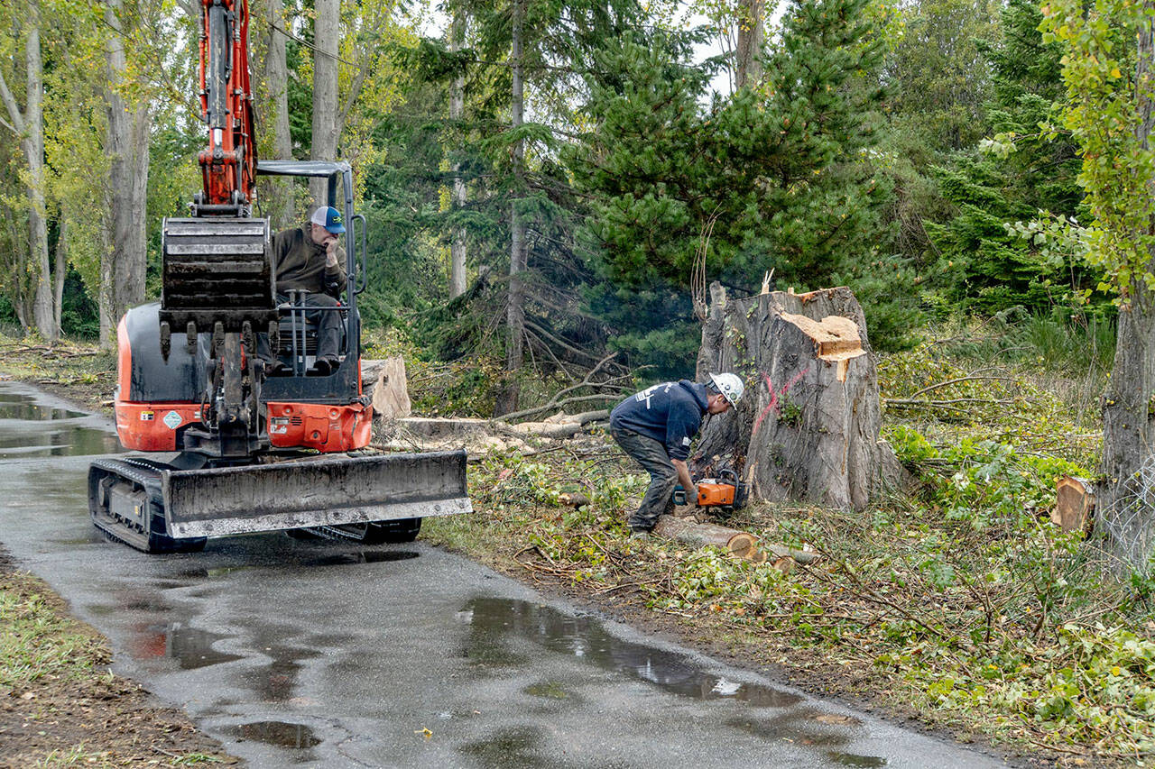 Drew Simmons of Precision Tree Service in Chimacum saws through a poplar tree stump that was one of about a dozen old and rotting poplars cut down on Monday along Sims Way in Port Townsend. The trees were cut down because they posed a threat to vehicles and pedestrians who drive or walk by on a daily basis. (Steve Mullensky/for Peninsula Daily News)
