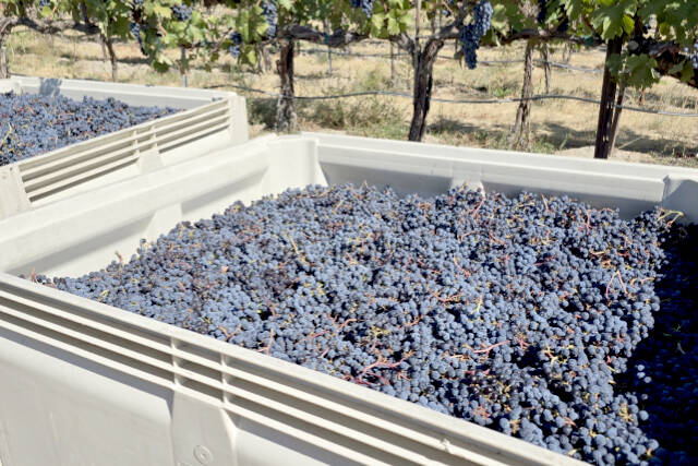 This is what a half-ton bin of wine grapes looks like. I will truck more than 80 to 90 of these over the next month. (Don Corson/for Peninsula Daily News)