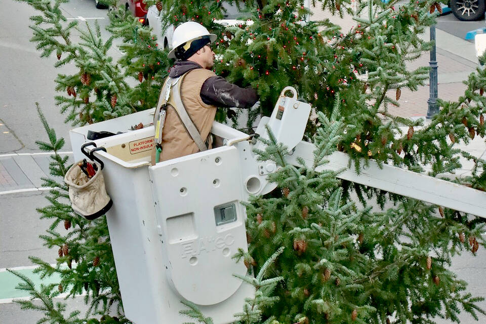 Eli Hammel, City Of Port Angeles employee, puts just under 20,000 lights on the city Christmas tree in front of the Conrad Dyar fountain in downtown Port Angeles on Tuesday. (Dave Logan/For Peninsula Daily News)