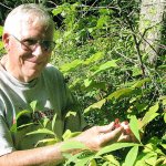 Master Gardeners plan presentation on wild berries Thursday in PortAngeles