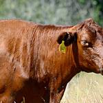 Rare red poll cattle now living on Marrowstone Island; animals to be featured on Jefferson County Farm Tour