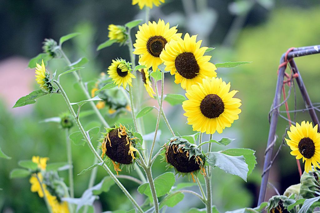 Sunflowers grow at Quilcene&rsquo;s Q Gardens. (Jesse Major/Peninsula Daily News)