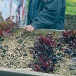 Vegetable gardening advice to be presented today in Port Angeles