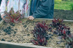 Vegetable gardening advice to be presented today in Port Angeles