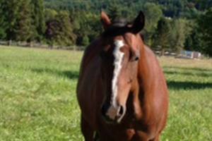 PENINSULA HORSEPLAY: Moving homes creates changes, challenges for family