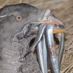 Scientists consider starvation or illness in eastern Strait of Juan de Fuca bird die-off