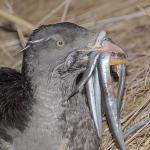 An adult rhinoceros auklet returns to Protection Island, west of Port Townsend, with a bill full of sandlance to feed its chick. Since May, scientists have been trying to figure out why hundreds of the birds are washing ashore dead in the eastern part of the Strait of Juan de Fuca. (Peter Hodum)