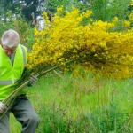 A terrible beauty: Photos of invasive scotch broom win awards
