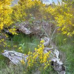 Roger Mosley won second place with a photograph of a thicket of golden scotch broom. (Clallam County Noxious Weed Control Board)