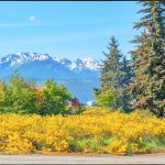 Bob Lampert won third place with shot of a field of scotch broom before a stand of fir trees and the Olympic Mountains. (Clallam County Noxious Weed Control Board)