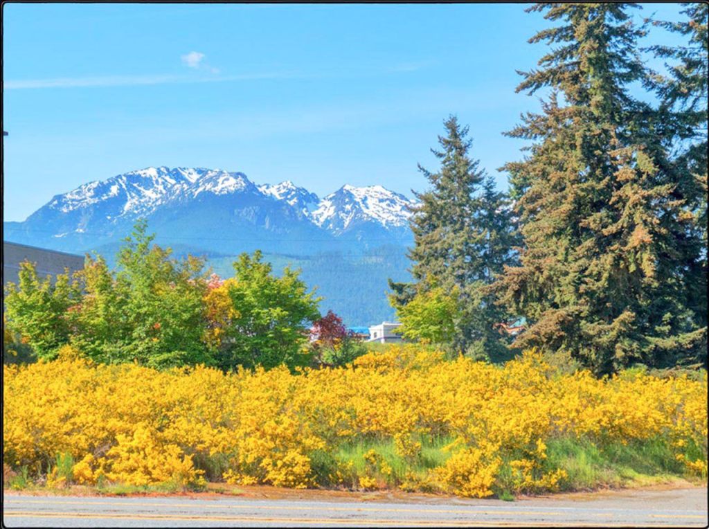 Bob Lampert won third place with shot of a field of scotch broom before a stand of fir trees and the Olympic Mountains. (Clallam County Noxious Weed Control Board)