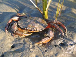 Scientists are asking the public to watch out for European green crabs in the Strait of Juan de Fuca and in Puget Sound. The Washington Sea Grant crab team has been monitoring for the invasive crab and hasn&rsquo;t found any. (Washington Sea Grant)
