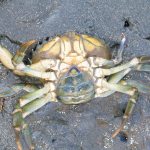Scientists are asking the public to watch out for European green crabs in the Strait of Juan de Fuca and in Puget Sound. The Washington Sea Grant crab team has been monitoring for the invasive crab and hasn&rsquo;t found any. (Washington Sea Grant)