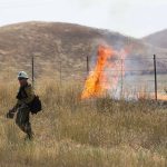 A firefighter tends to a wildfire between Moxee and Sunnyside on Sunday, July 31. (Sofia Jaramillo/Yakima Herald-Republic via AP)
