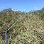 Bill Wamsley won an honorable mention for a photo featuring a tool to eradicate scotch broom. (Clallam County Noxious Weed Control Board)