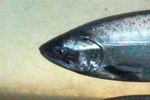 Regulators approve clean-water rules connected to fish consumption