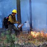 In the aftermath of a fire started by a downed power line that spread about six miles northeast of Spangle, firefighters sent a back up burn to get rid of fuels on the ground on Sunday. (Jesse Tinsley/The Spokesman-Review, via AP)