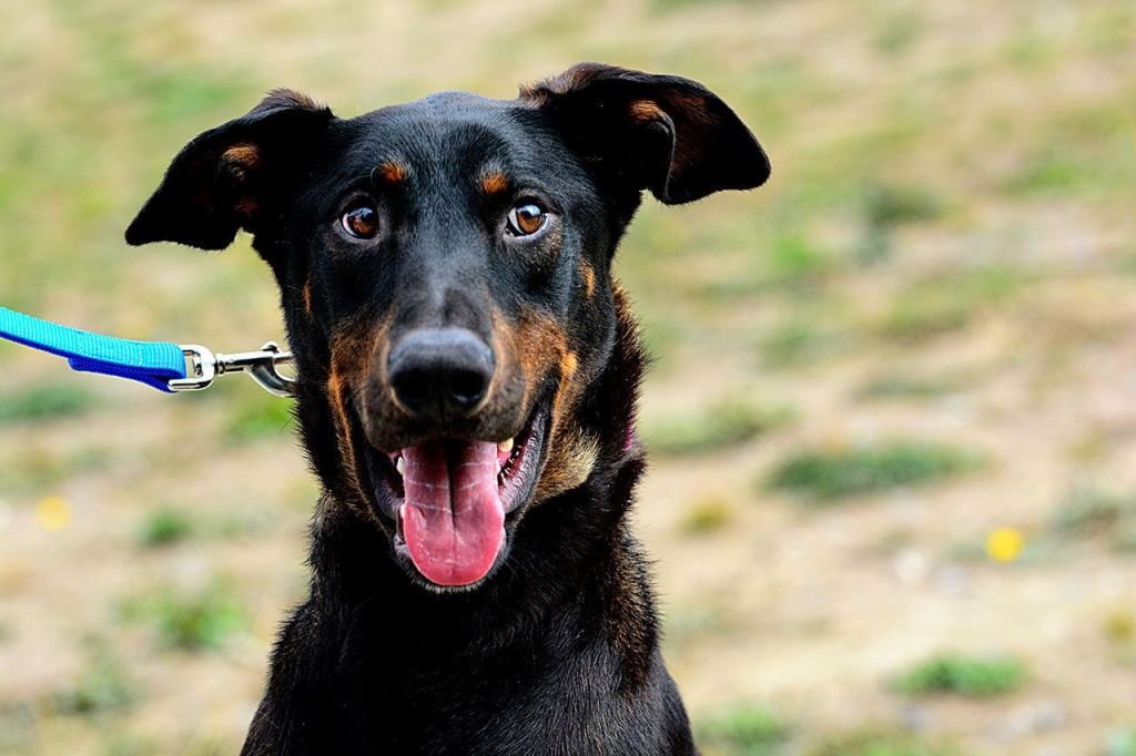 Jackson was found sick along a road near Neah Bay and taken to the Olympic Peninsula Humane Society. (Jesse Major/Peninsula Daily News)