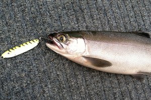 OUTDOORS: Kokanee on the bite at Lake Sutherland