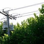 Electric lines protrude from the tops of sycamore trees on Peabody Street in Port Angeles. The city plans to cut the trees next week. (Jesse Major/Peninsula Daily News)