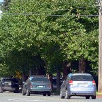 Port Angeles to replace Peabody trees