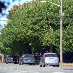 Traffic flows under sycamore trees on Peabody Street in Port Angeles. (Jesse Major/Peninsula Daily News)