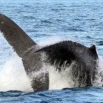 While humpback whales are on rebound, some that visit Washington are still struggling