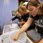 Studies focus on acidic ocean impact on Dungeness crabs
