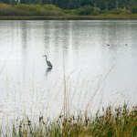 The Kah Tai Lagoon will soon be home to 35 young mallards that were rescued earlier this year by Discovery Bay Wild Bird Rescue. The community is invited to see the release of the ducks at 4 p.m. today. (Cydney McFarland/Peninsula Daily News)