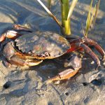 Scientists are asking the public to watch out for European green crabs in the Strait of Juan de Fuca and in Puget Sound. (Washington Sea Grant)