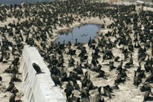 U.S. judge: Government can keep killing salmon-eating birds in Columbia basin