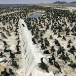 A federal judge has ruled that the U.S. Army Corps of Engineers can continue killing double-crested cormorants that prey on Columbia River salmon and steelhead. (The Associated Press)