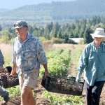 Doug Hendrickson carries freshly harvested potatoes with CSA members. (North Olympic Land Trust)
