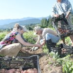 Salt Creek Farm owners Lee Norton, left, and Doug Hendrickson, right, harvest potatoes with CSA members. (North Olympic Land Trust)