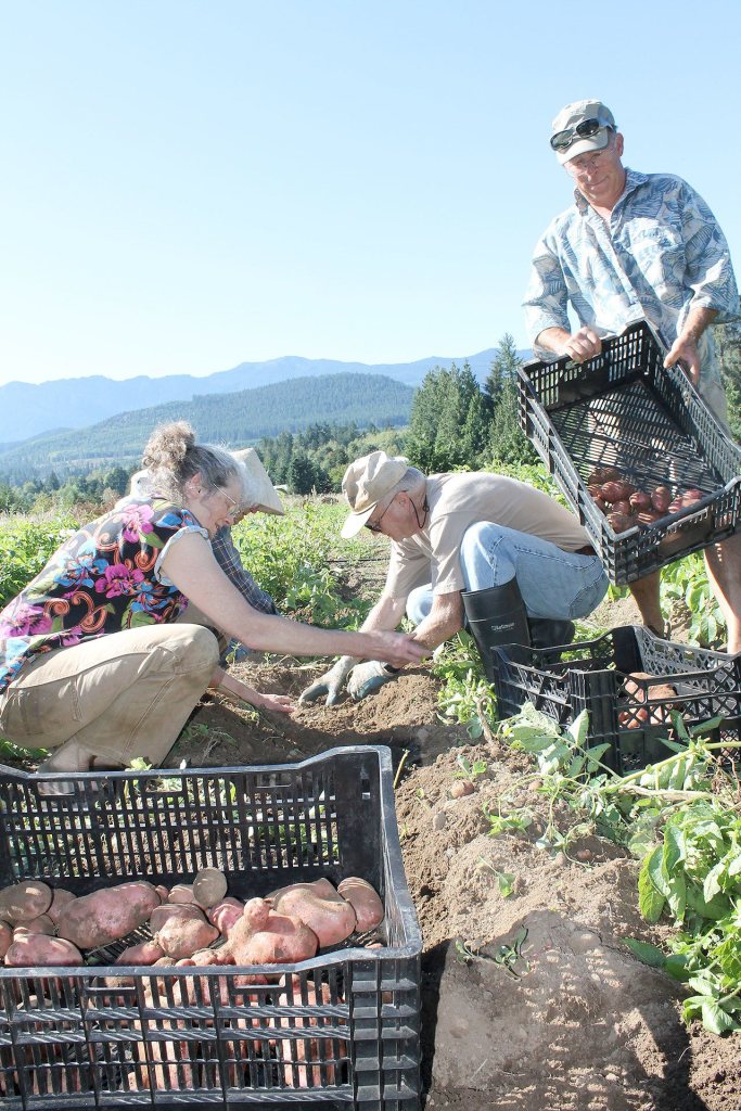 Salt Creek Farm owners Lee Norton, left, and Doug Hendrickson, right, harvest potatoes with CSA members. (North Olympic Land Trust)