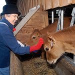 Sandra Crook of Port Angeles pets a calf at the Dungeness Valley Creamery north of Sequim on Saturday. The creamery was one of seven farms and businesses taking part in the 20th annual Clallam County Farm Tour, a celebration of the agricultural heritage of the Dungeness Valley. (Keith Thorpe/Peninsula Daily News)