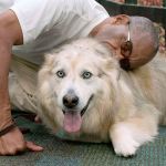 Clallam Bay inmates reunite with reformed dogs