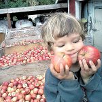 Coulter Kisler, then 4, admires apples from Finnriver Farm & Cidery on the first World Apple Day in Chimacum four years ago. Finnriver will celebrate the occasion again Sunday. (Finnriver Farm and Cidery)