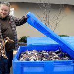Festival worker Chris Wagnon of Sequim examines the contents of shipping crates filled with live crabs destined for consumption during the 15th annual Dungeness Crab & Seafood Festival, which begins today on the Port Angeles waterfront. Admission to the three-day festival is free with crab dinners and other culinary specialties available for purchase. The event also features a weekend crab derby, cooking demonstrations, crafts and other activities. (Keith Thorpe/Peninsula Daily News)