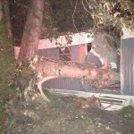 Clallam Fire-Rescue District No. 2 responded to the home at 2221 W. Edgewood Drive at 5:18 a.m. after a cottonwood tree fell on it, trapping two residents inside. (Mike DeRousie/Clallam Fire District No. 2)