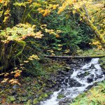 A small stream rushes past maple trees on its way to the waters of Lake Crescent as seen from U.S. Highway 101. (Lonnie Archibald/for Peninsula Daily News)