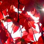 Peninsula fall foliage primed for viewing