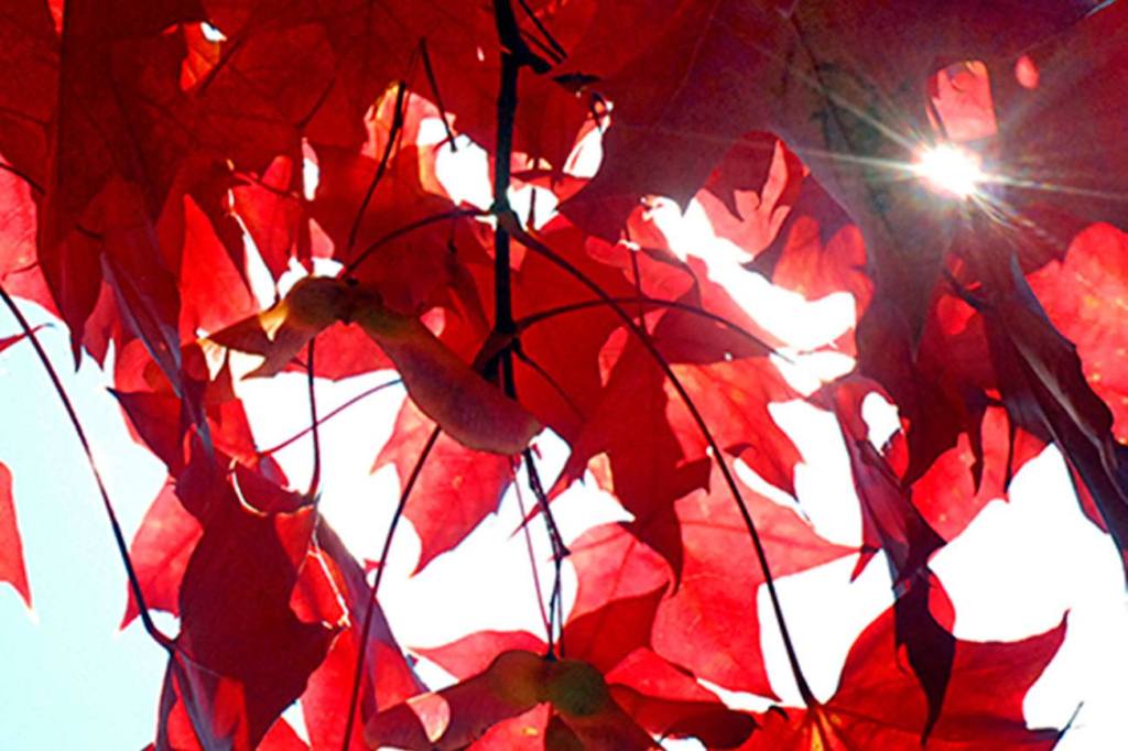 Peninsula fall foliage primed for viewing