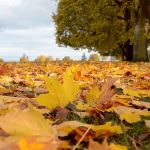 Peninsula fall foliage primed for viewing