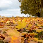 Peninsula fall foliage primed for viewing